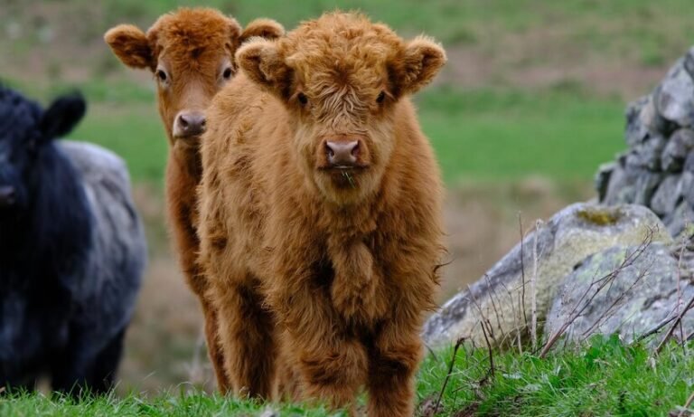 Mini Highland Cow